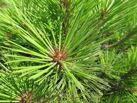Vivid green pine needles close-upの写真素材