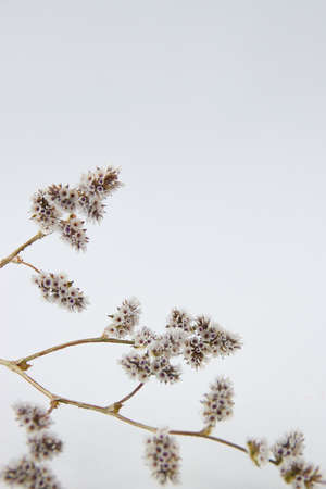 Brown dry flowers on a beige background. Nature image with copy space for text. Beautiful branches, stamen, petals composition. Minimal style.の写真素材