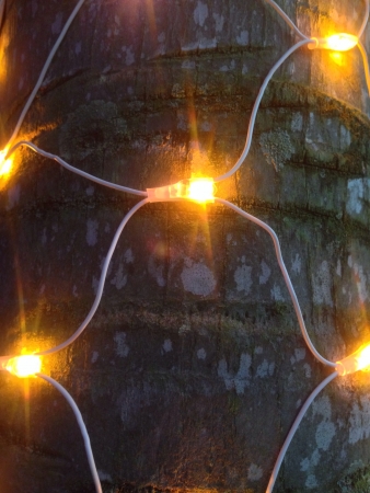 Lights around a treeの素材