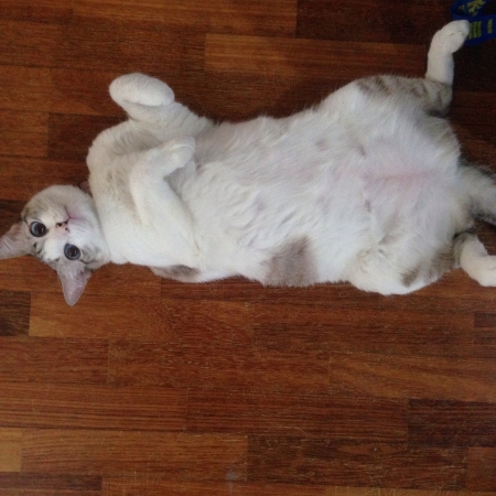 Cute White cat の素材