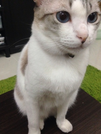 Cute White Cat with blue eyesの素材