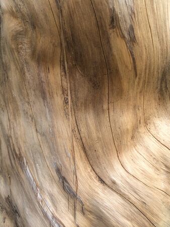 Tree patternの素材