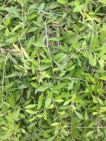 Green plantの素材