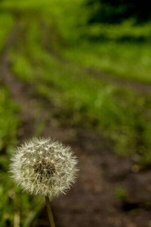 lonely dandelion growing by the roadside in a fieldの写真素材