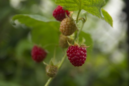 close-up of ripe raspberry in the garden