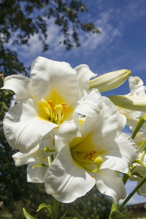 White lilies bloom against the sky in summer gardenの写真素材