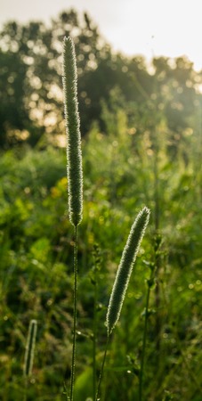 Field grass in the morningの写真素材