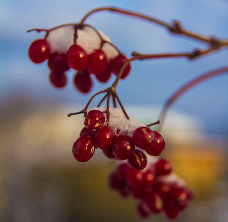 red Viburnum berries in the garden in late autumn