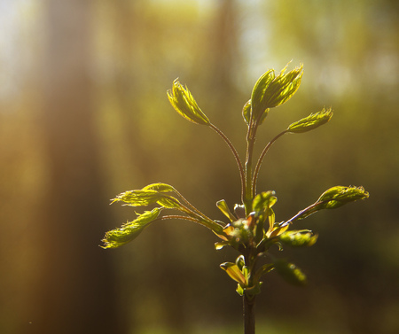 The first leaves on a branch of mountain ash in the spring forest