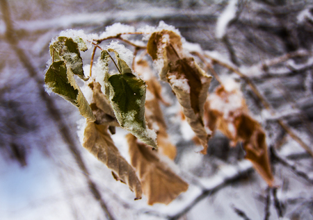 Faded frozen leaves covered with fluffy fresh snowの写真素材