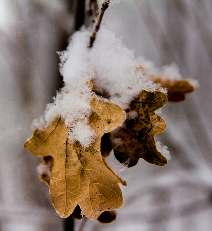 Frozen dry oak leaves covered with fluffy snowの写真素材