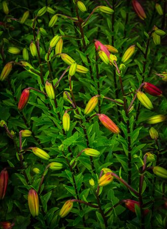 .Buds of red garden lilies ready to bloom in a summer July flowerbed.Bush of red lilies in a summer gardenの写真素材