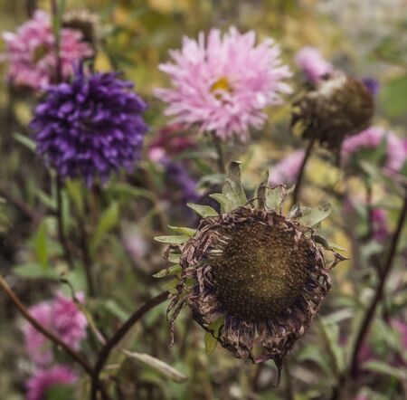 Fading asters in the garden in late autumnの写真素材