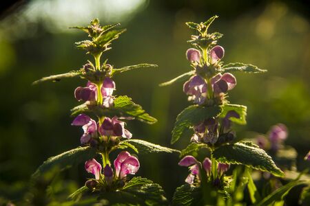 Lamium amplexicaule flowering stalksの写真素材