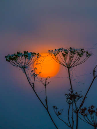 Silhouettes of dry stalks of hogweed with cobwebs covered with dew drops on the background of the rising sunの写真素材