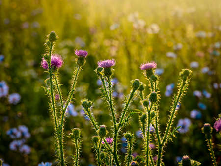 Backlit sunlight highlights the thorns on the stems of blooming thistles in a summer flower field in the early morningの写真素材