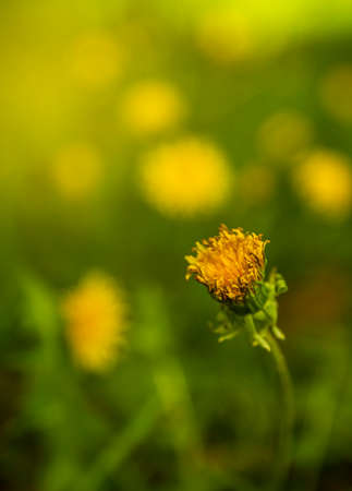 Dandelions bloom in a spring field on a sunny day