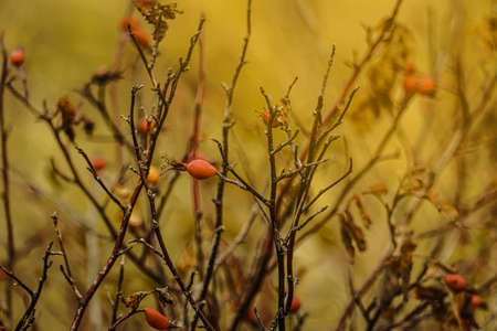 Branches of a rose hip bush dropping leaves with red fruits on an autumn morning