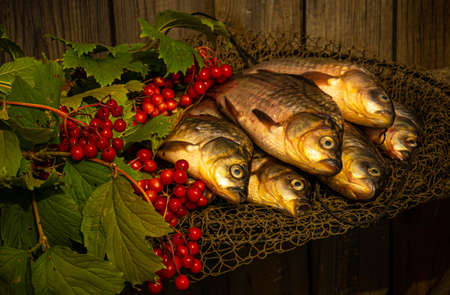 Catch of black carp and branches of red viburnum near a wooden wallの写真素材