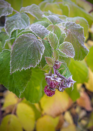 Raspberry branch covered with hoarfrost in the first autumn frostsの写真素材