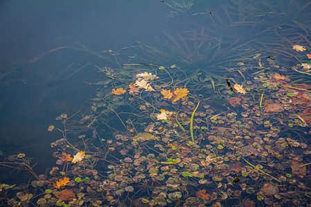 Withering leaves of Hydrocharis on the water surface of a forest lake on a clear autumn dayの写真素材