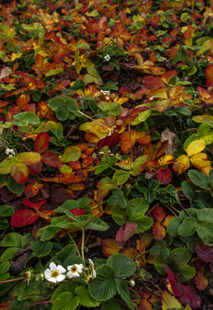 Strawberries bloom in a garden bed among reddening and yellowing leaves in late autumn