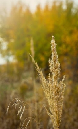 Autumn dry grass on the background of the autumn forest. Selective focus.の写真素材