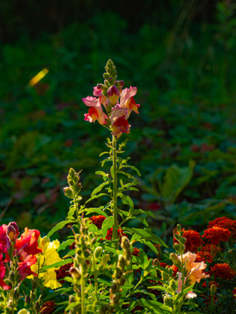 Colorful snapdragon flowers in the garden on a sunny summer dayの写真素材