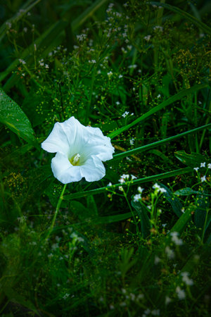 White bindweed flower blooms among the field of flowering herbsの写真素材