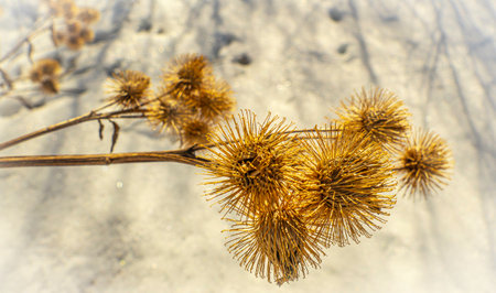 Dry thistle stalks with prickly seeds on the background of melting spring snowの写真素材