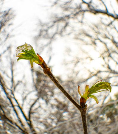 Melting ice on the budding foliage of a young maple tree branch in a spring forest after an...