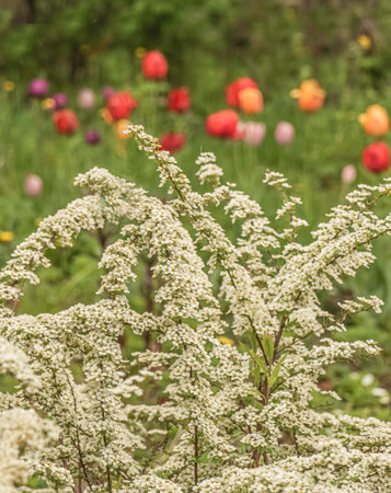 Branches of blooming spirea against the background of defocused tulips in a spring garden