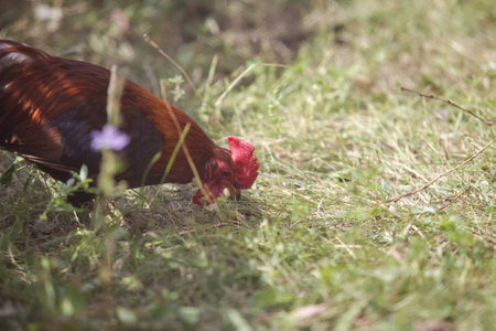 Closeup of a red chicken on a farm in nature. Chicken in the farm yardの写真素材