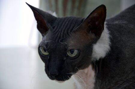Look lying cat breed exotic, face closeupの写真素材