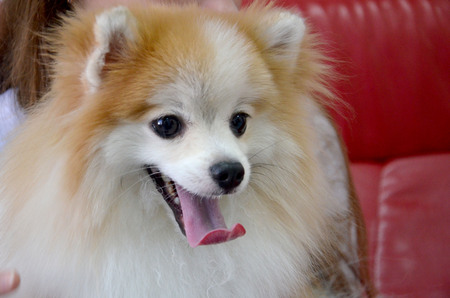 Pomeranian poses for the camera on a sunny morning in the studioの写真素材