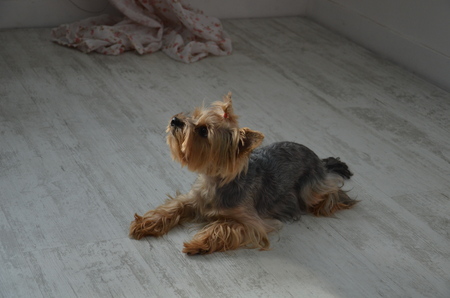 Picture of a beautiful purebred dog breed Yorkshire Terrier, made in studioの写真素材