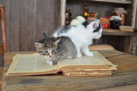 Black kitten with white stripesの写真素材