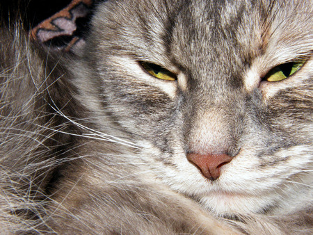 Whiskered muzzle cat shot home major larglyの写真素材