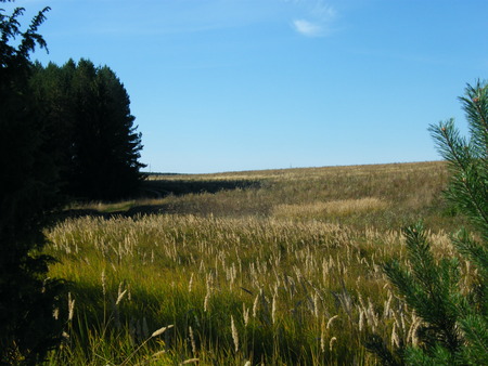 Ears of wheat in a wild forest in the morningの写真素材