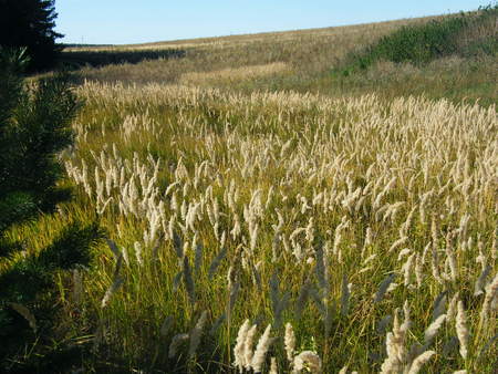 Ears of wheat in a wild forest in the morningの写真素材