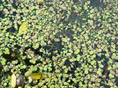 Duckweed flowers floating on the water surfaceの写真素材