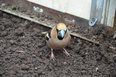 Coccothraustes in on the ground in the greenhouse with openの写真素材
