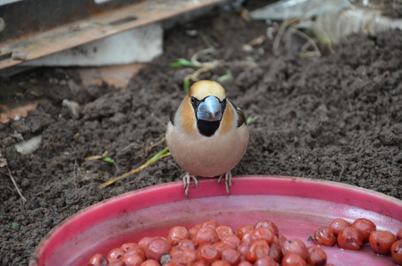 Coccothraustes in on the ground in the greenhouse with openの写真素材