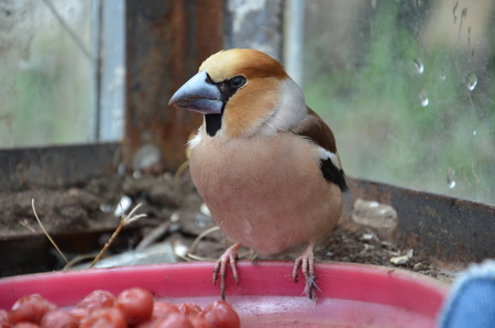 Coccothraustes in on the ground in the greenhouse with openの写真素材