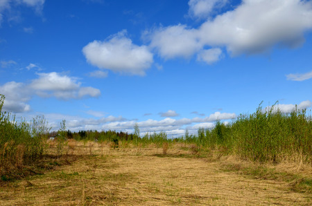 Fields near the garden in the morning Russiaの写真素材
