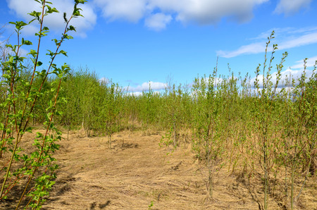 Fields near the garden in the morning Russiaの写真素材