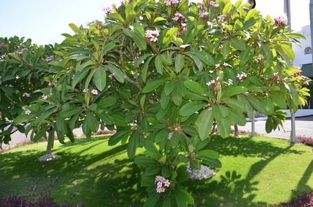 Plumeria flower pink and white frangipani tropical flower, plumeria flower blooming on tree, spa flowerの写真素材