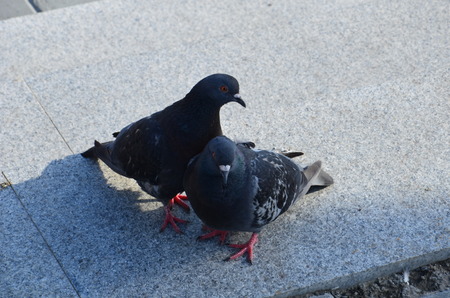 Common Wood Pigeon, Wood Pigeon, Birds birdsの写真素材