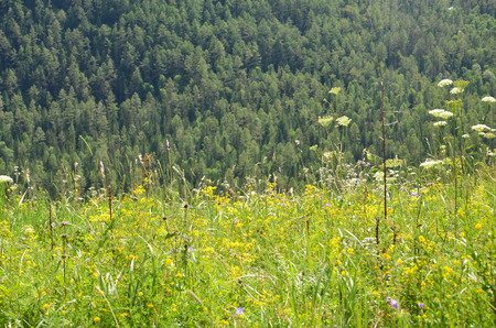 Travel to Altay Mountains during the holidaysの写真素材