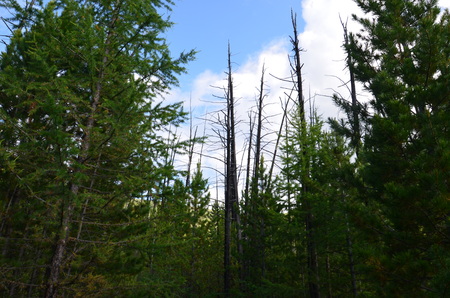 Travel to Altay Mountains during the holidaysの写真素材